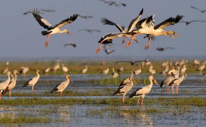 Over 11 lakh migratory birds visit Odisha's Chilika lake