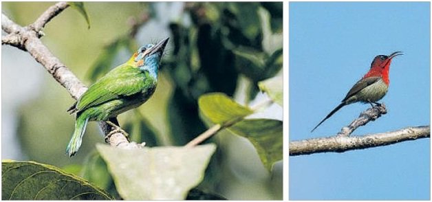 'Buxa Bird Festival' begins in West Bengal