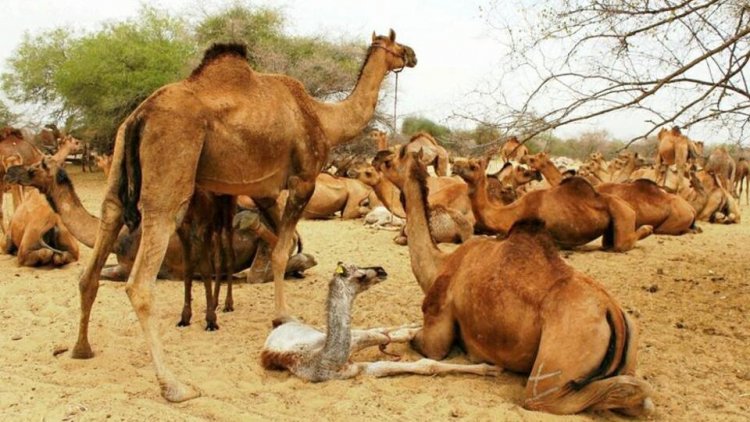 Culling of Camels in Australia