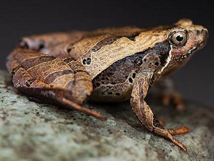 Three new frog species dicovered in Arunachal Pradesh