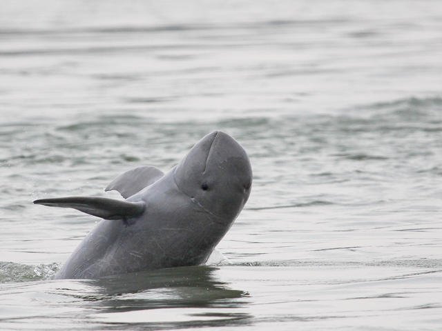 Irrawaddy Dolphins sighted in new areas of Chilika lake