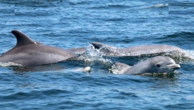 62 Dolphins in Bhitarkanika & nearby areas: Census