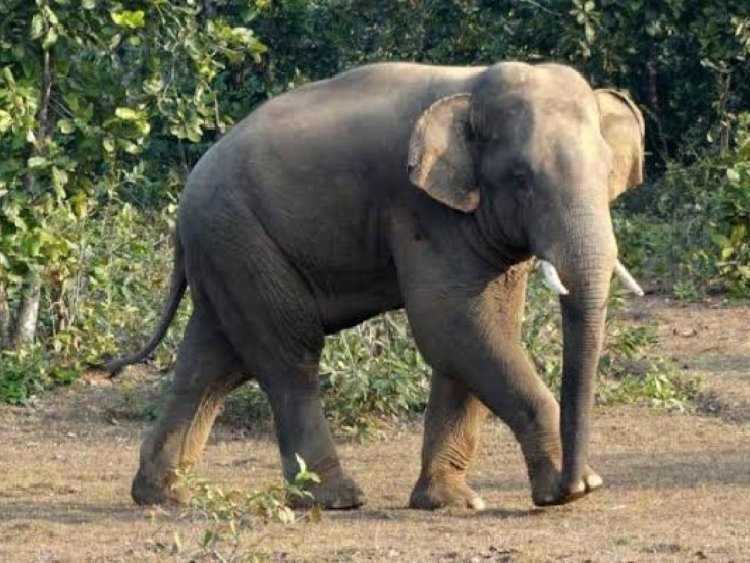 Wild elephant tramples farmer to death