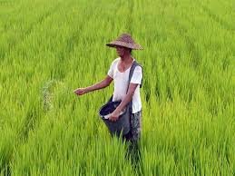 Nagaland govt focuses on agriculture to revive economy