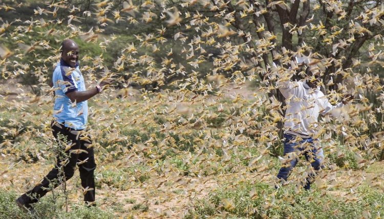 Plea in NGT seeks implementation of Centre's contingency plan to control locust attack