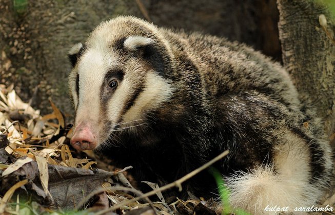 Endangered Hog Badger spotted in Tripura for first time