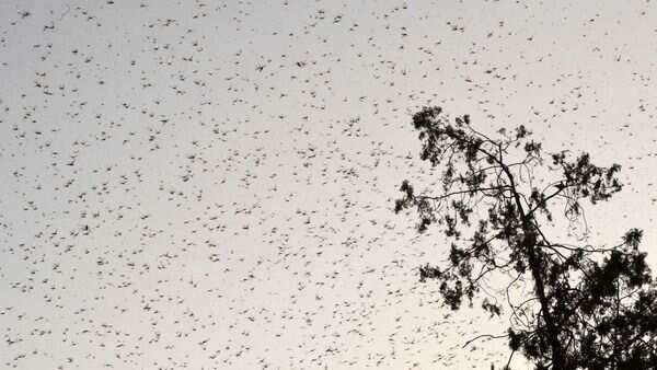 Locust clouds over Gururgram, likely to spare Delhi