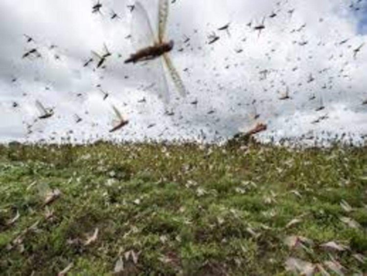 Locust menace in several UP districts