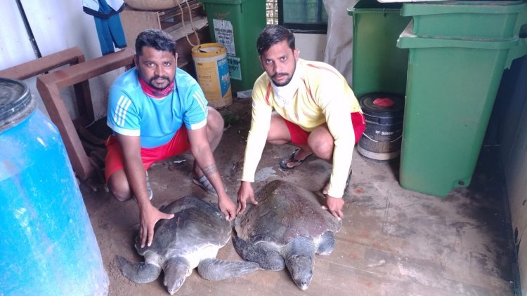 Two Olive Ridley turtles rescued by Drishti lifeguards at Versova Beach