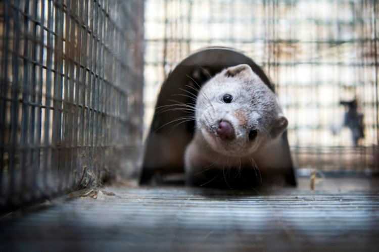 10,000 Minks to Be Killed In Spain to Fight COVID 19