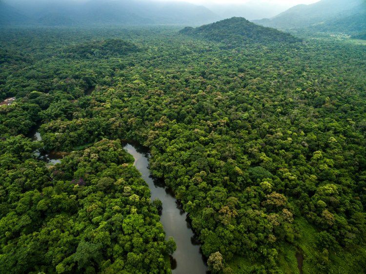 Soya and Beef Produce from Amazon Forest Links to Its Deforestation