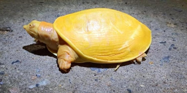 Rare sweetwater yellow turtle spotted in Odisha