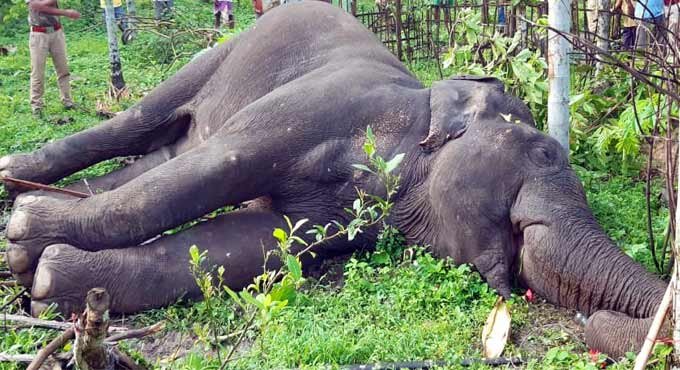 Another elephant dies of electrocution in West Bengal
