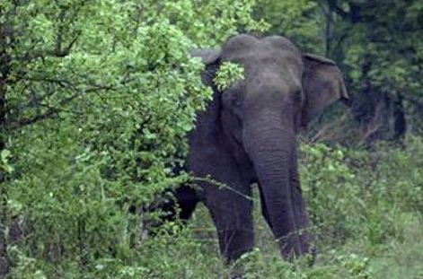 C'garh: Elderly man killed by wild elephants in Jashpur