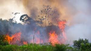 Number of fires more than doubles in Brazil's Pantanal