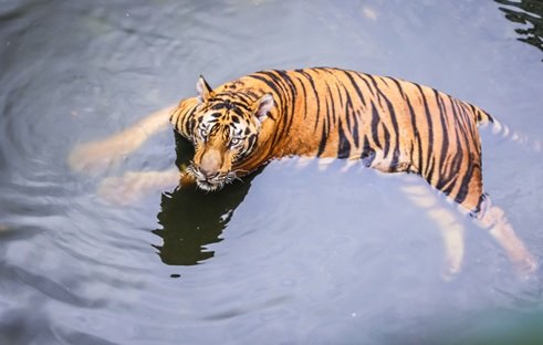 On World Tiger Day, World Animal Protection Urges Tourists to Avoid Visiting Venues Offering Tiger Shows