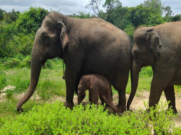 Karnataka's Bannerghatta Biological Park welcomes birth of elephant calf