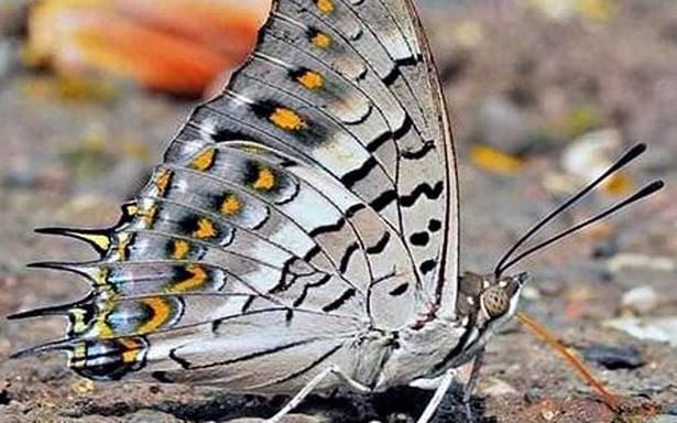 77 new butterfly species found in Matheran: BNHS