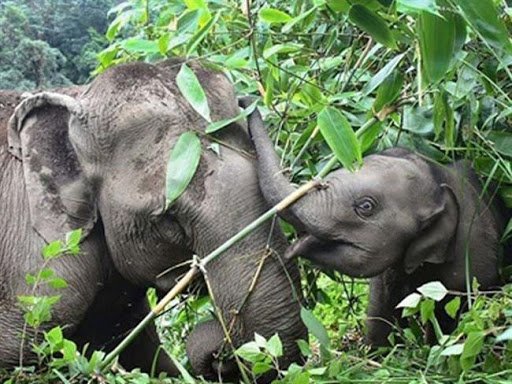 Over 200 Elephants in India Kept in Severely Inadequate Conditions, Says World Animal Protection