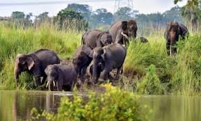 Tripura has 47 elephants: Official
