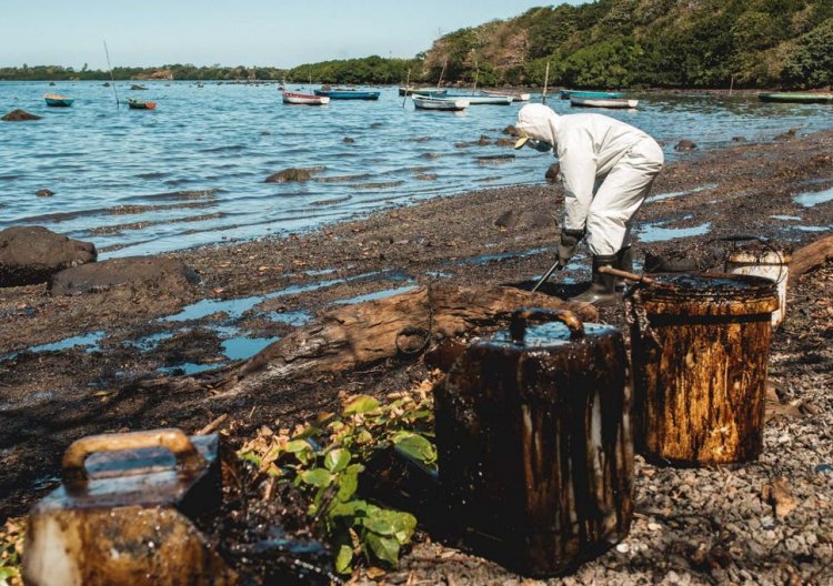 Mauritius Sea Life Dying of The Massive Oil Spill