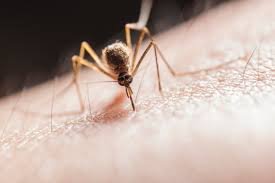 Spurt in Malaria Cases Since A Month, Patients Are Successfully Managed Via Teleconsultations During COVID-19 Pandemic