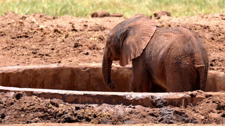 C'garh: Baby elephant rescued from boggy field