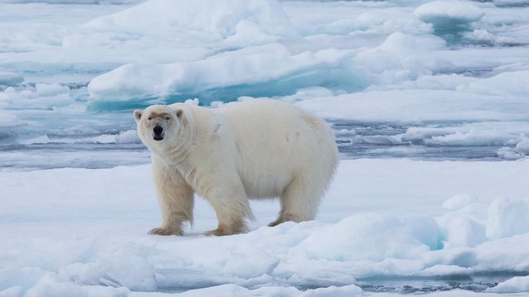 Arctic National Wildlife at Risk from Alaska Oil Drilling