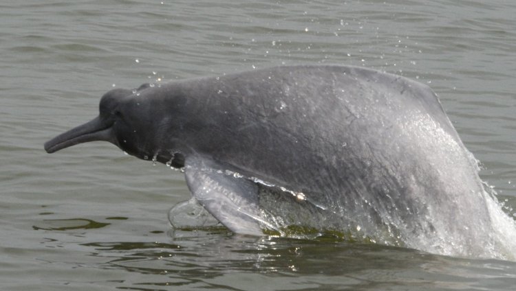 Experts discuss ways to conserve river dolphins
