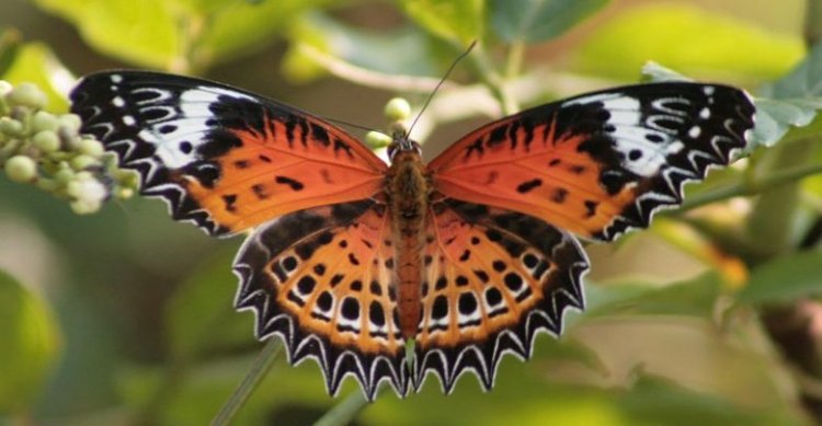 Pan-India online event on butterflies in September