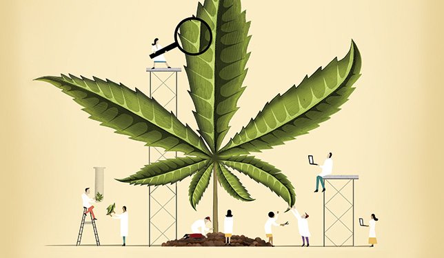 Legalizing Cannabis In India
