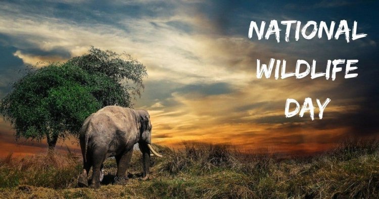 National Wildlife Day 2020