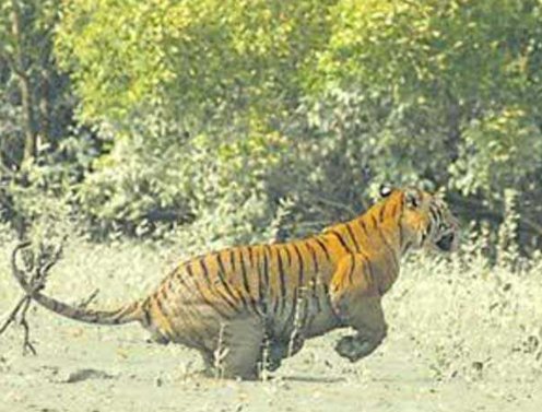 Fisherman killed in tiger attack in Bengal's Sundarbans
