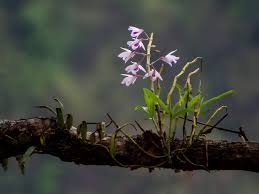 Rare orchid found for first time in western Himalayas