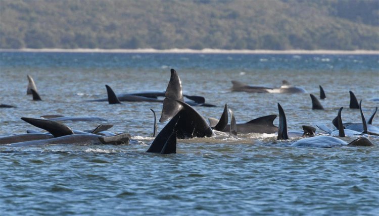 90 Out Of 270 Whales Stranding Off To Tasmania, Found Dead