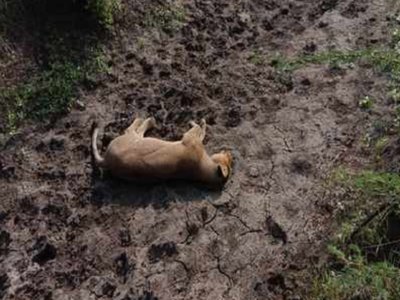 Lion cub found dead in Gujarat's Gir forest