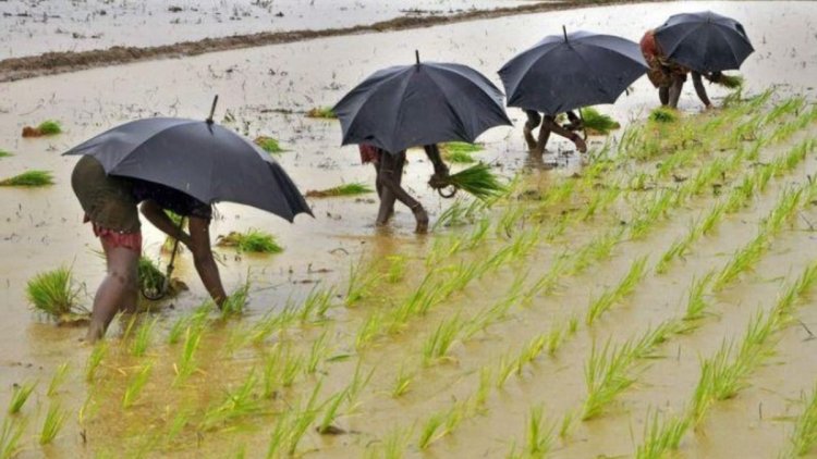 India’s Soybean Crops Attacked by Pests and Excessive Rains