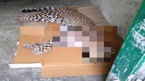 'Maneater' leopard shot dead in Uttarakhand