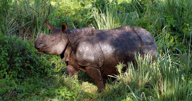 Rhino carcass found in Gorumara