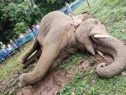 SC agrees to hear plea against killing of elephants