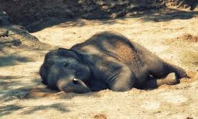 Chhattisgarh: Elephant calf killed by tiger in Gariaband