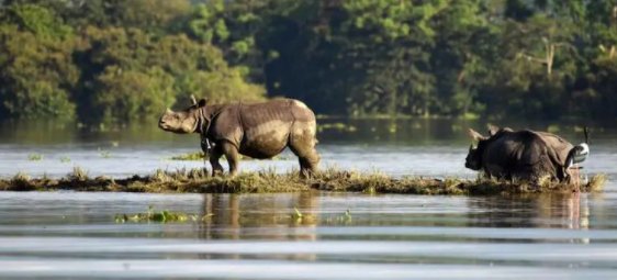 Assam's Kaziranga National Park reopens after 7 months