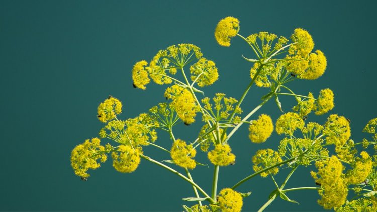 Asafoetida: The Spice India Is ‘Growing’ Interest In