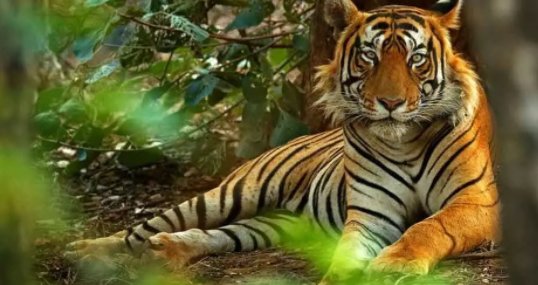 Dudhwa Tiger Reserve to reopen on Nov 1