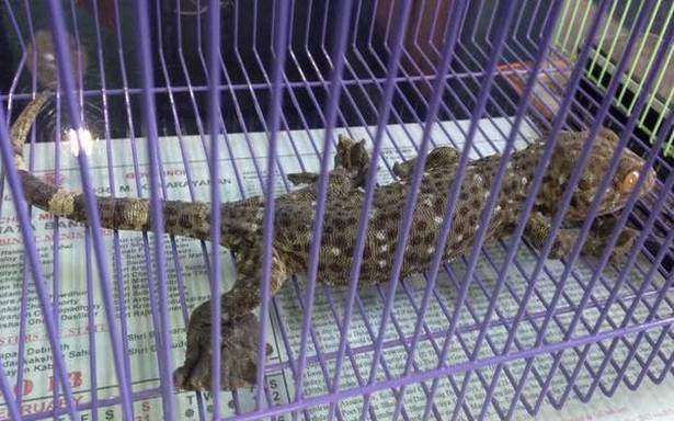 Police rescue 2 geckos in Bengal