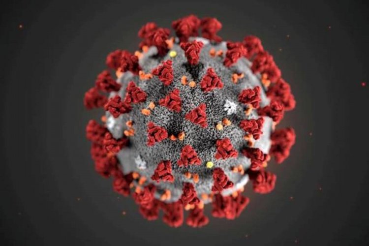 Mutation in novel coronavirus may have made it more contagious: Study