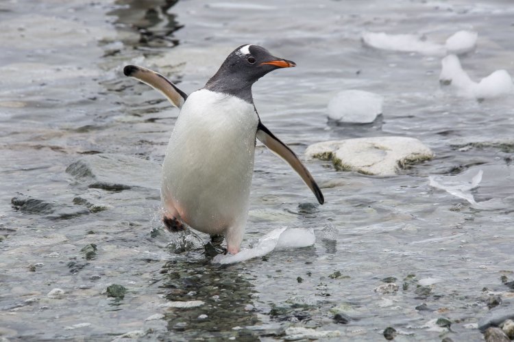 Scientists Claims Gentoo Penguins To Be Of Four Species, Not One!