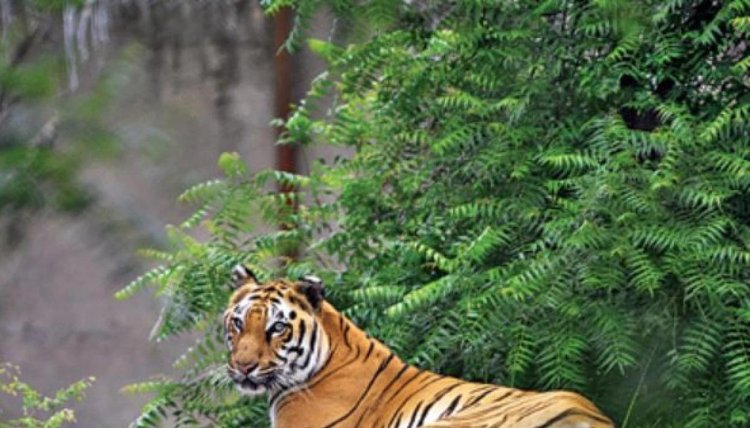 Bengal tiger dies at Delhi zoo