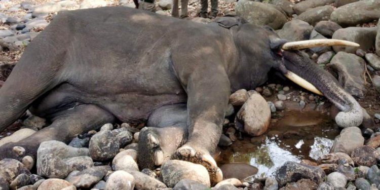 MP: Two held for death of elephant due to electrocution