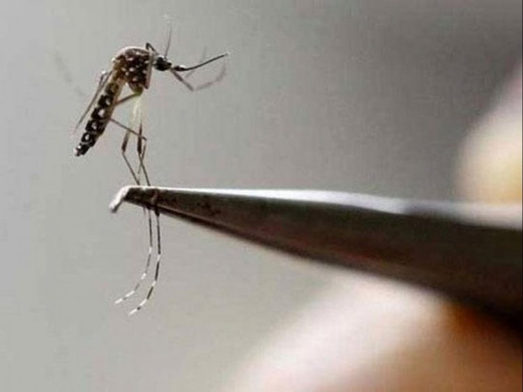 India sees largest drop in malaria cases in south-east Asia between 2000-19